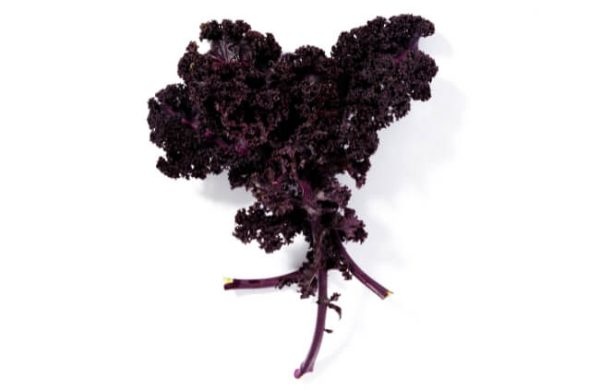 25 Types of Kale to Grow in Australia - AGT