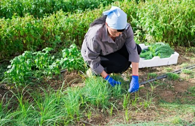 A woman harvesting chives