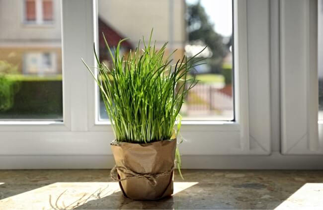 Growing chives indoors