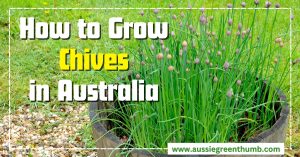 How to Grow Chives in Australia