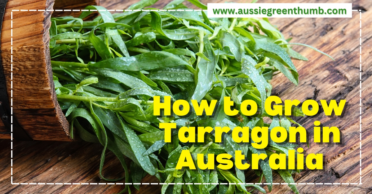 How to Grow Tarragon in Australia AGT