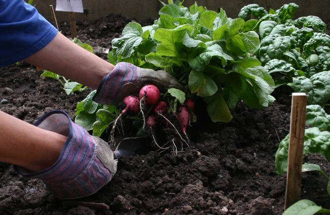 A gardener harvesting radishes