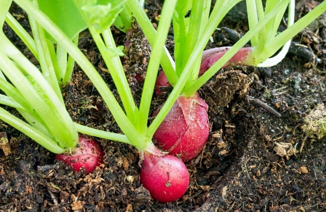 Best soil for growing radishes