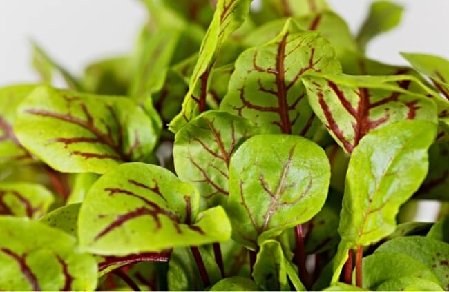 Close-up of Red Veined Sorrel