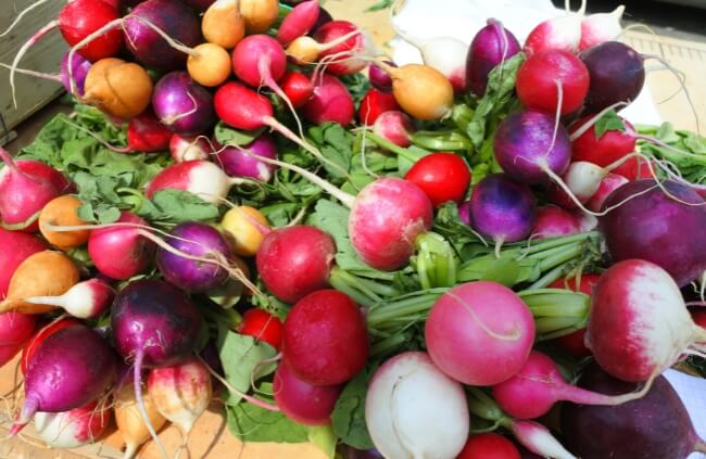 Different Types of Radishes