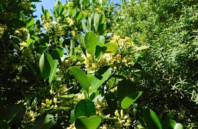 Fraser Island Apple Flower