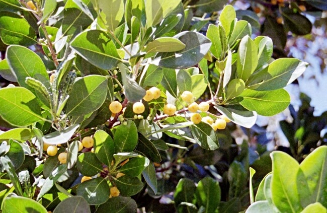 Fraser Island Apple Fruit