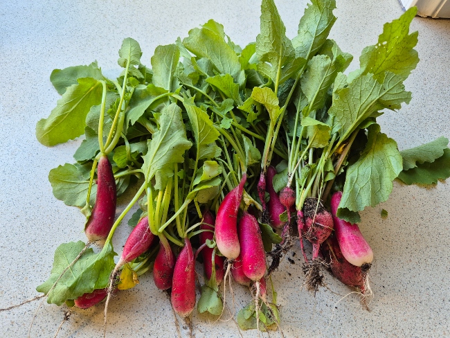 French Breakfast Radish Harvest