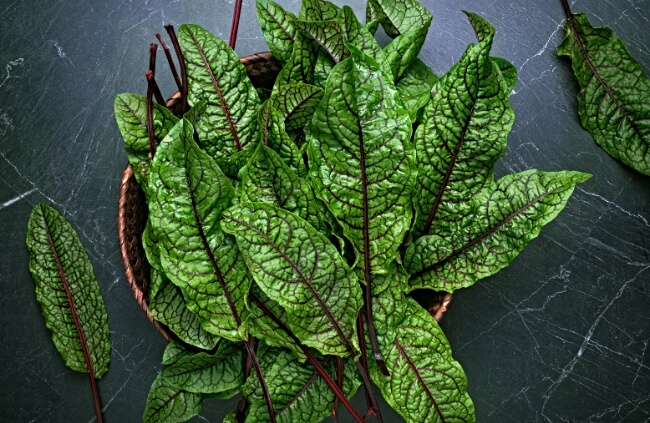 Freshly harvested red sorrel