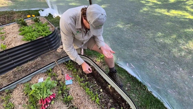 Growing French Breakfast Radish From Seeds