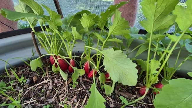 Growing French Breakfast Radish