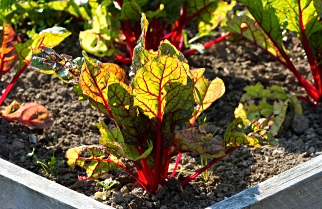 Growing Red Sorrel