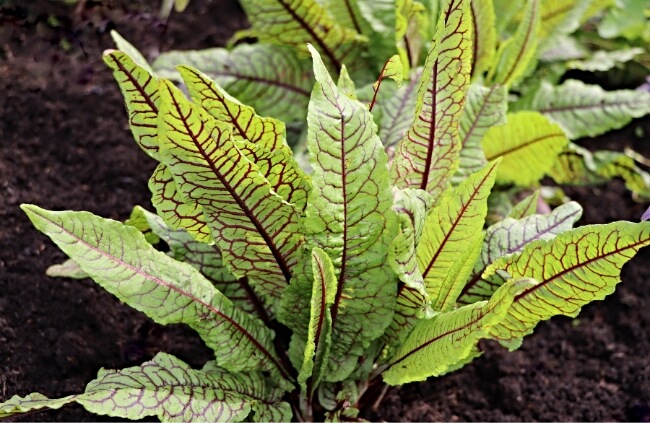 Growing Red Veined Sorrel