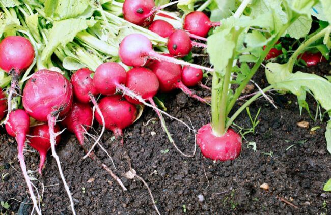 Growing different radish varieties