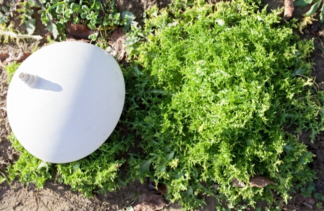 Growing endives with plastic cover