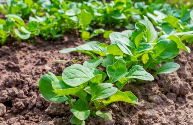 Growing rocket in Australia