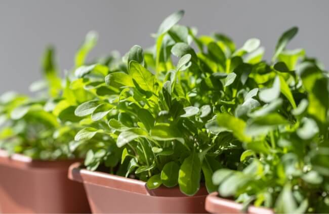 Growing rocket in pots