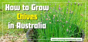 How to Grow Chives in Australia