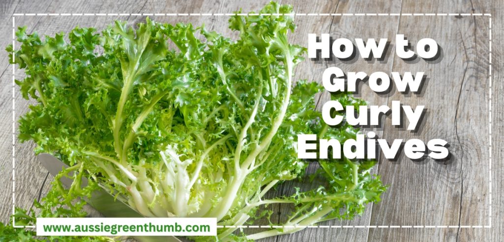 How to Grow Curly Endives