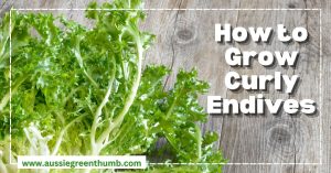 How to Grow Zygocactus in Australia : AGT