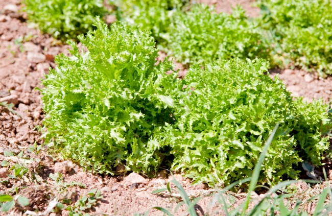 How to Grow Endives