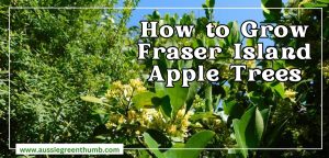 How to Grow Fraser Island Apple Trees