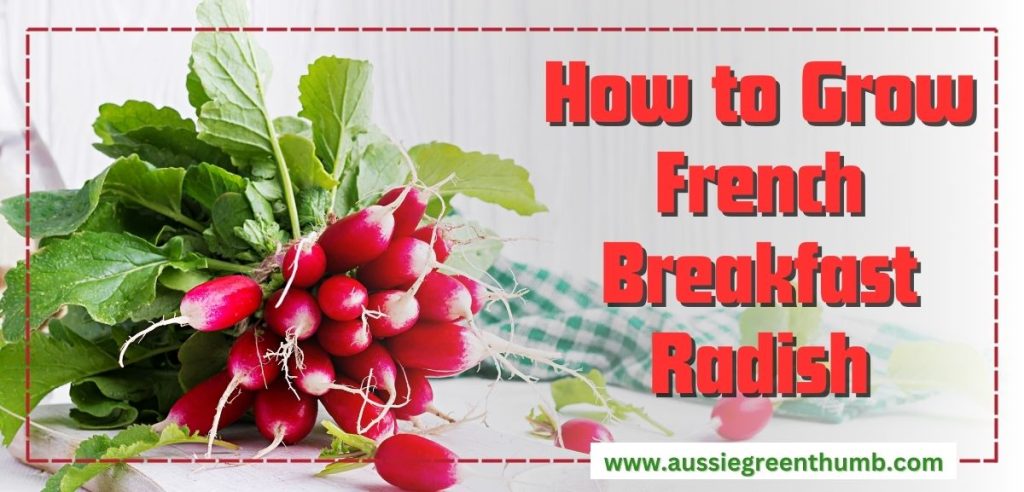 How to Grow French Breakfast Radish