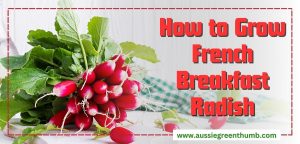 How to Grow French Breakfast Radish