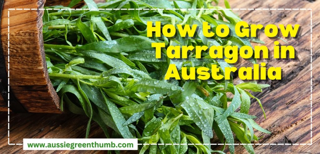 How to Grow Tarragon in Australia