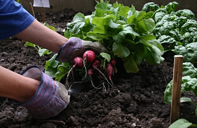 How to harvest radishes