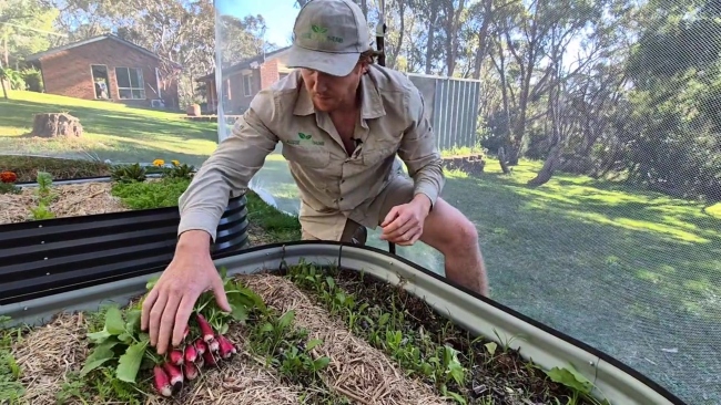 Nathan harvesting French Breakfast radish