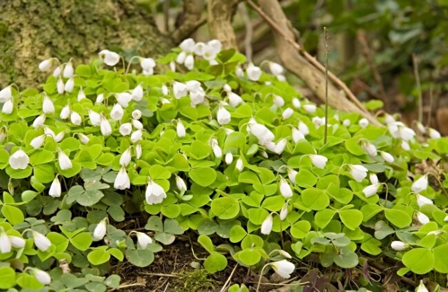 Oxalis acetosella