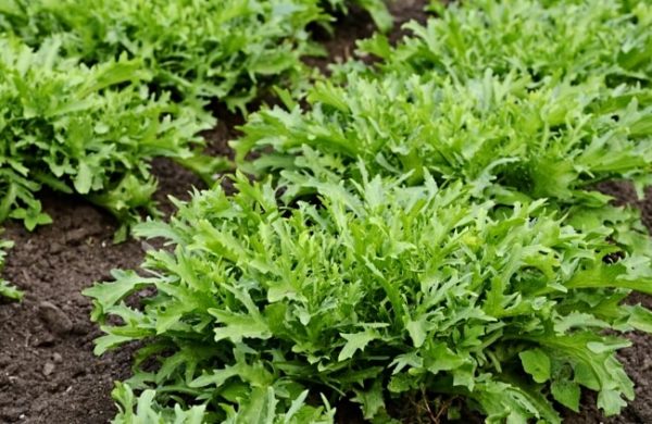 How to Grow Endives (Cichorium endivia) - AGT