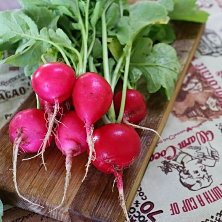 Radish ‘German Giant’