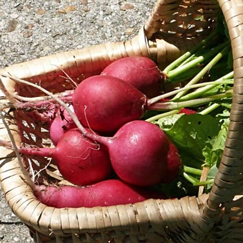 Radish ‘Giant of Sicily’