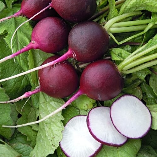 Radish ‘Malaga Violet’