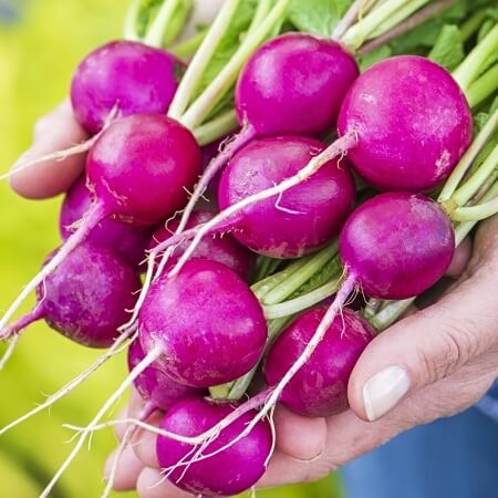 Radish ‘Royal Purple’