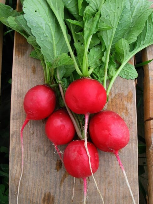 Radish ‘Sora’