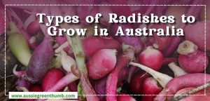 Radish Varieties to Grow in Australia