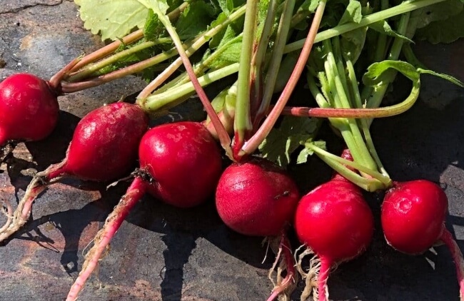 Radish ‘Crimson Giant’