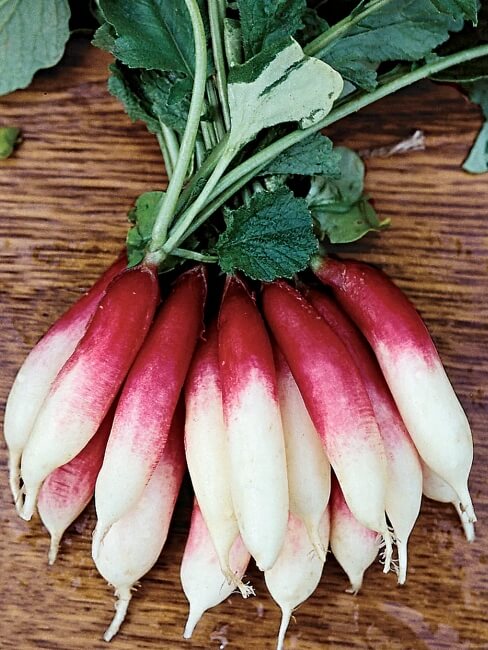 Radish ‘Fire and Ice’