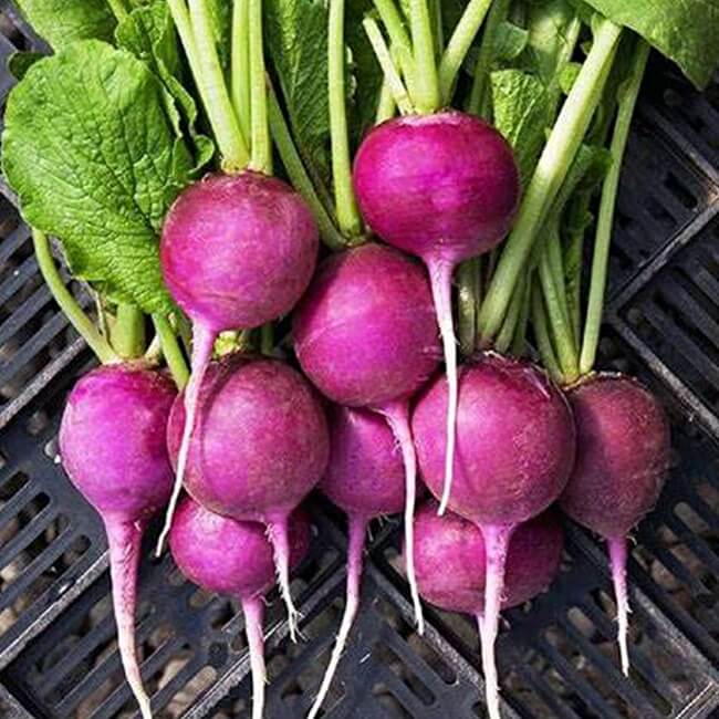 Radish ‘Plum Purple’