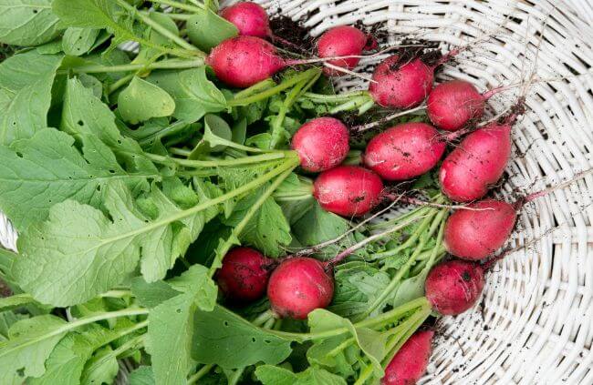 Radish ‘Scarlet Globe’