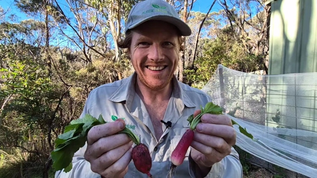 Red Radish Vs French Breakfast Radish