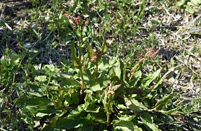 Rumex acetosa, known as Common Sorrel