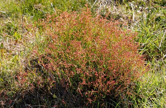 Rumex acetosella, commonly known as Sheep’s Sorrel