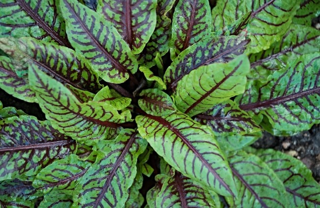 Rumex sanguineus, commonly known as Red Veined Sorrel