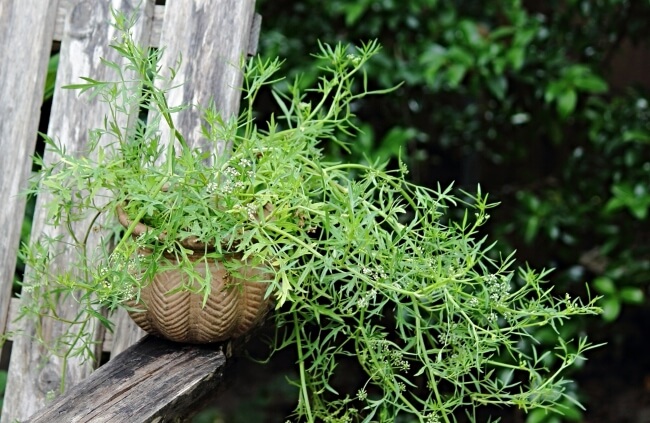 Apium prostratum, commonly known as sea parsley