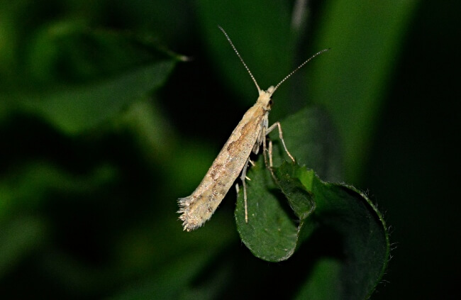 Closeup of Plutella xylostella