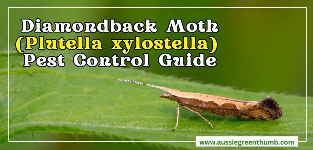 Diamondback Moth Pest Control Guide